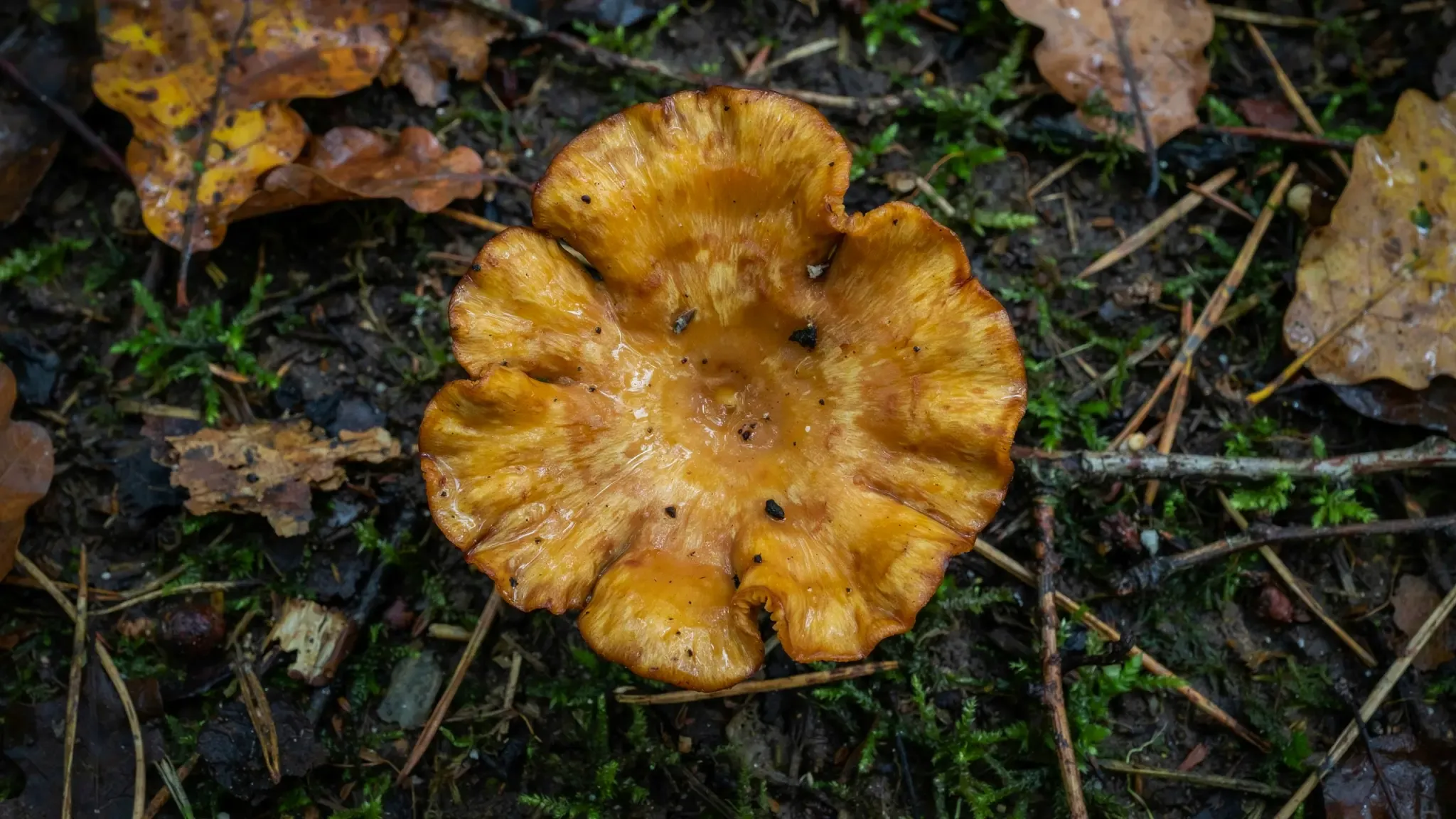 Girolle