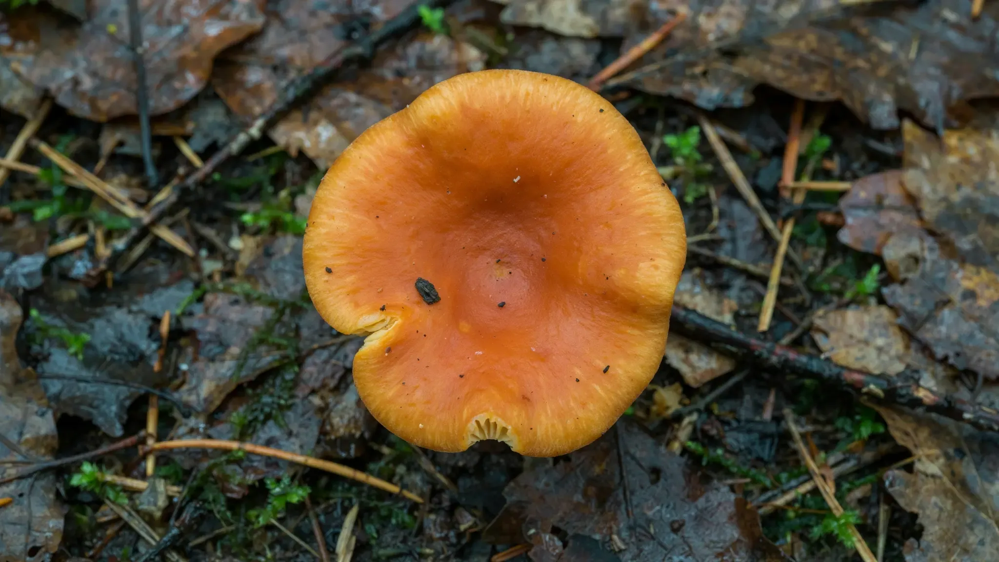 Fausse Girolle