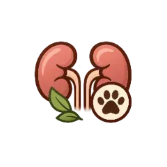 Linha renal